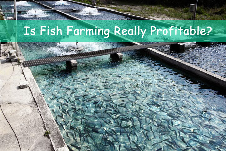 How To Start Fish Farming In Nigeria