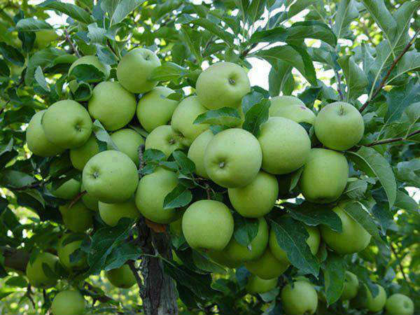 How To Start Apple Farming In Nigeria