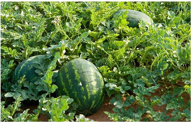 How To Start A Profitable Melon (Egusi) Farming Business In Nigeria