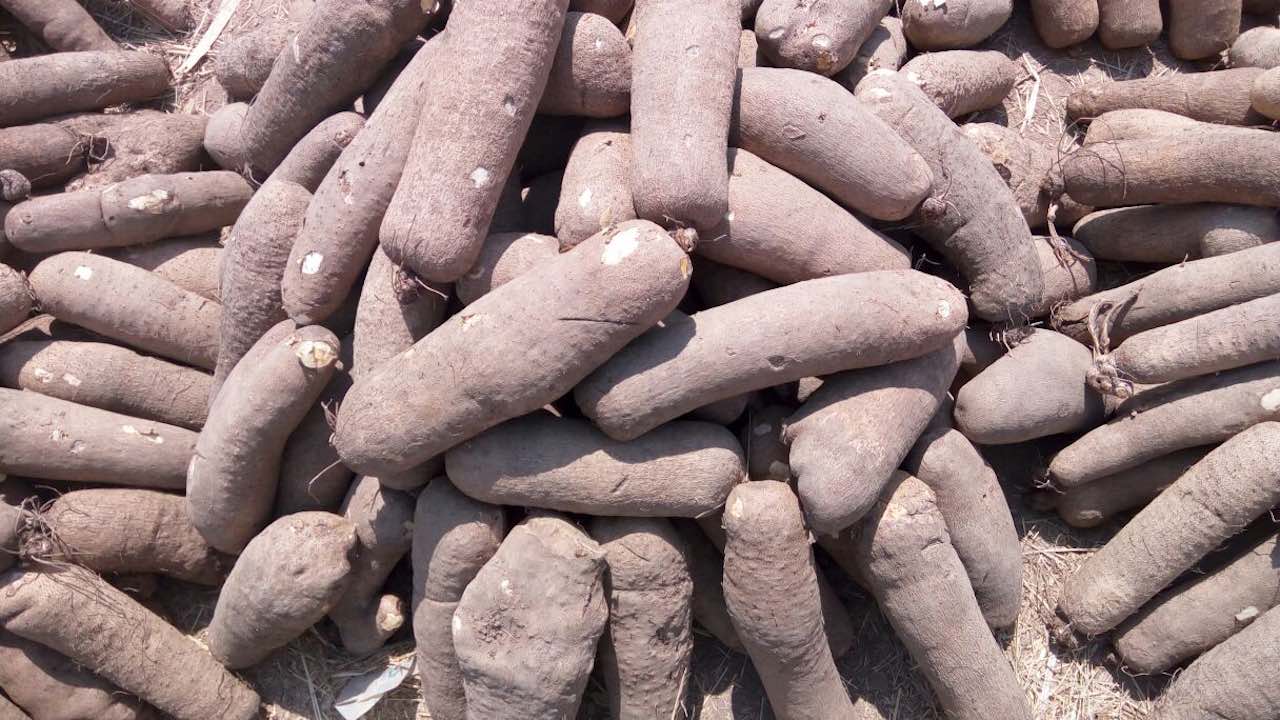 How To Start Yam Business in Nigeria