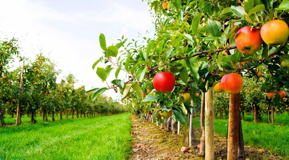  Apple Farming