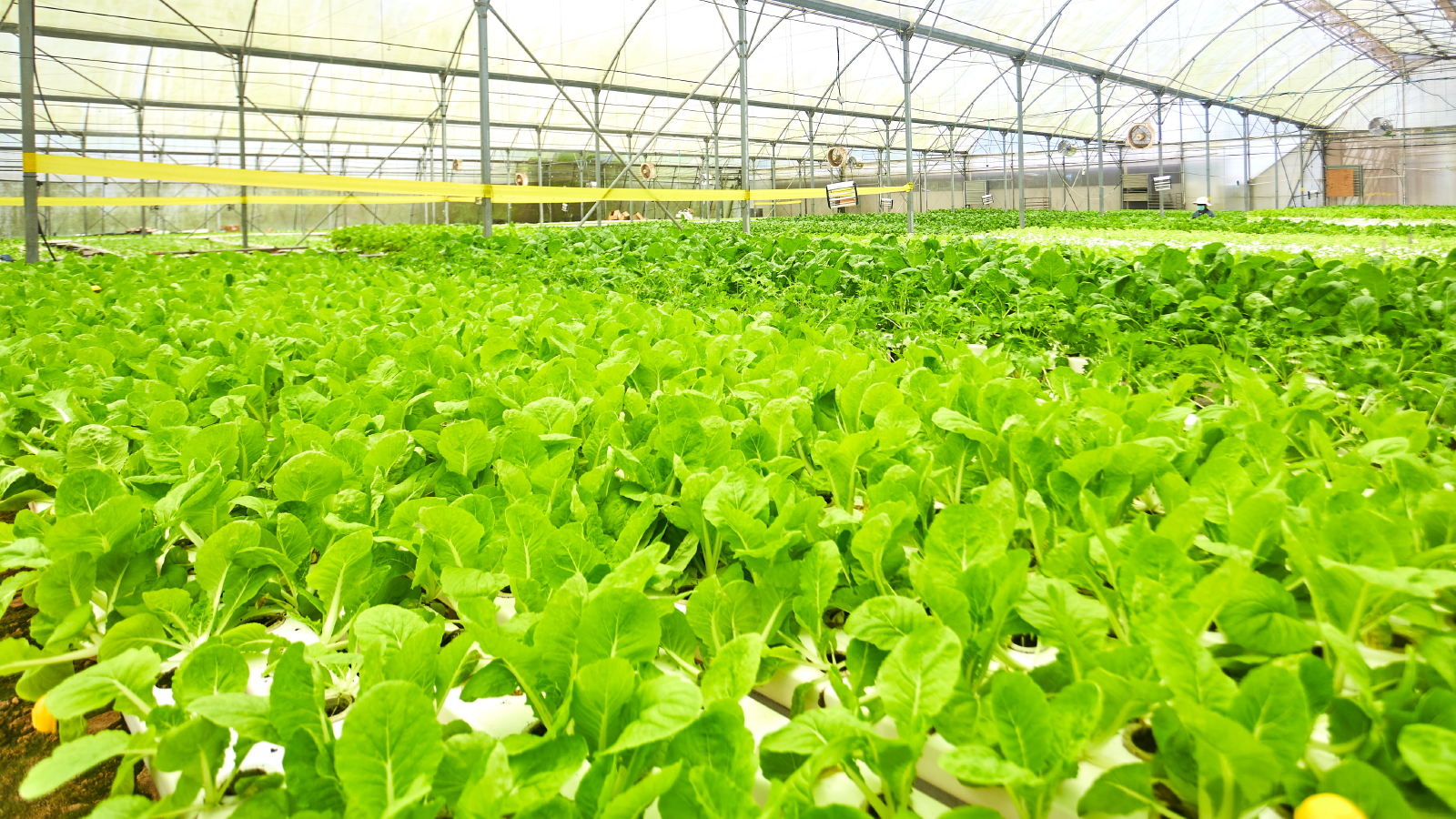 How To Start Vegetable Farming In Nigeria