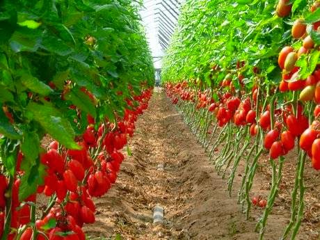 How to Start Pepper Farming in Nigeria