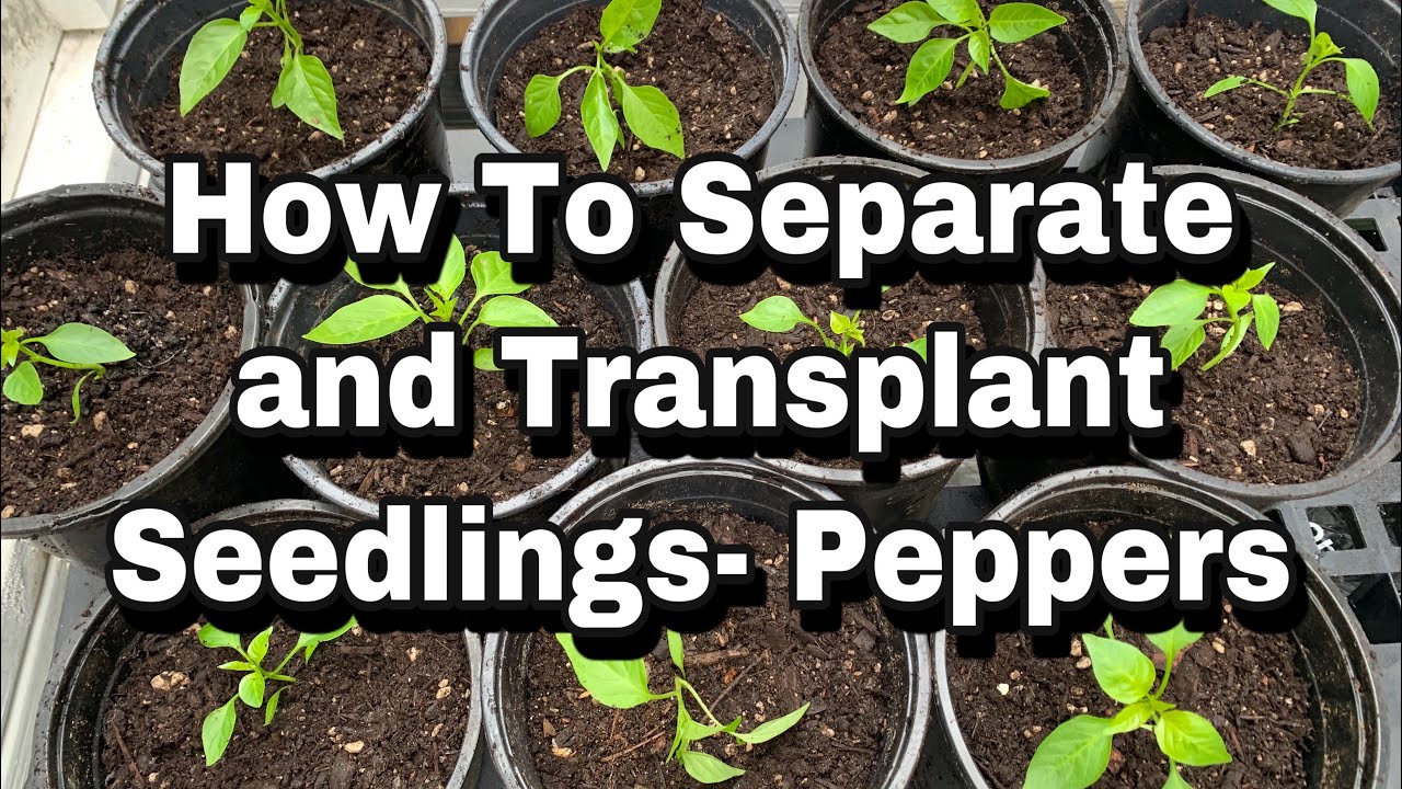 How to Start Pepper Farming in Nigeria