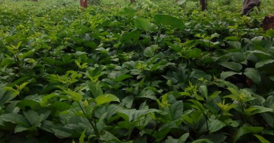 How to Start Ugu Farming Business In Nigeria (Pumpkin leaf)