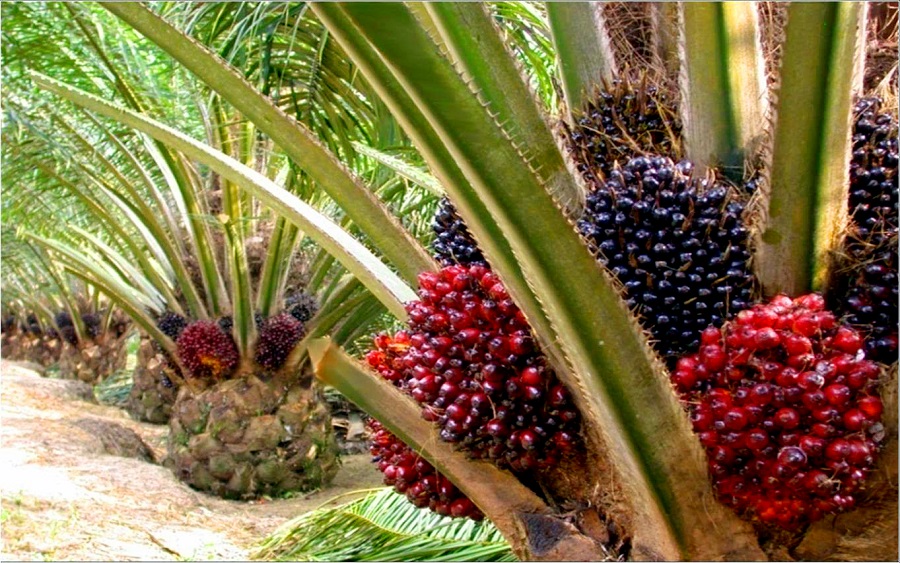How To Start Oil Palm Farming In Nigeria: Complete Guide