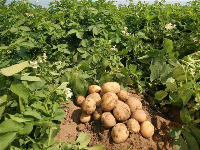 Sweet Potato Farming In Nigeria