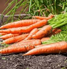 How To Start Carrot Farming Production