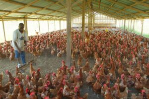 How to Start Poultry Farming