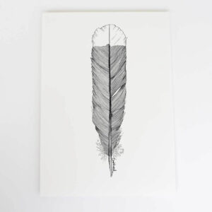 Feather of Huia Bird