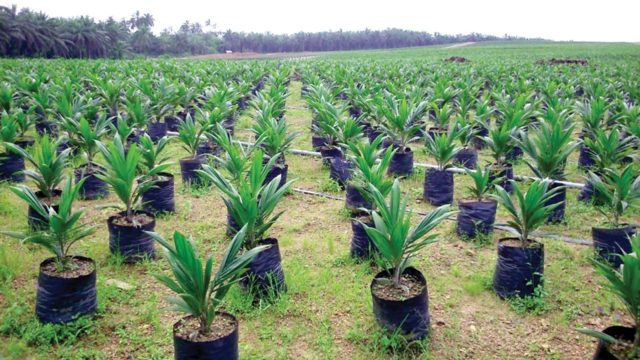 NIFOR Oil Palm Seedlings Price