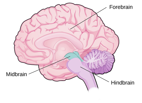 Types Of Brain
