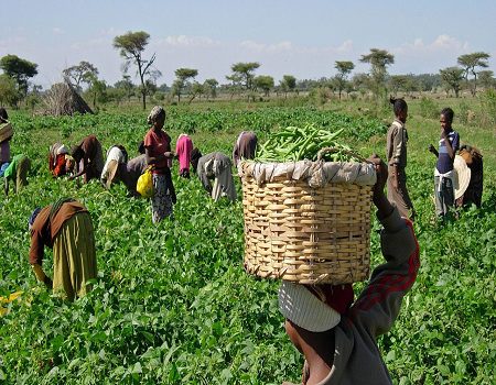 Agricultural Investment In Nigeria